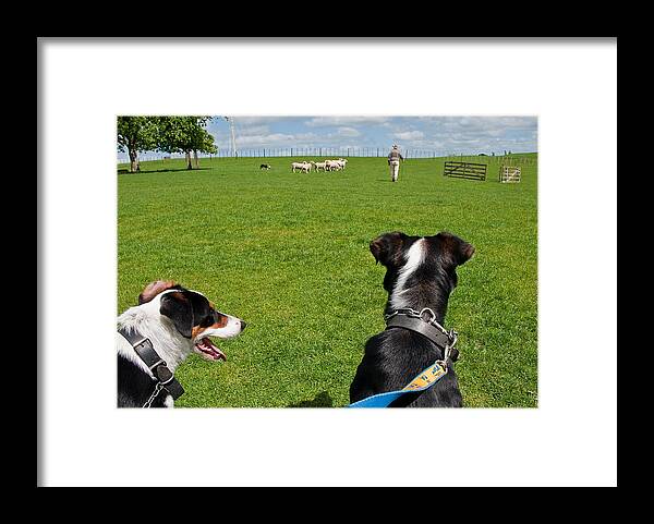 New Zealand Framed Print featuring the photograph Border Collies by Dennis Cox