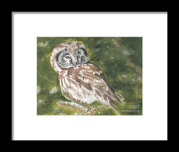 Boreal Owl Framed Print featuring the painting Boreal Owl by Jymme Golden