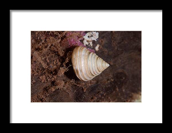 Boreal Top Snail Framed Print featuring the photograph Boreal Topsnail by Andrew J. Martinez
