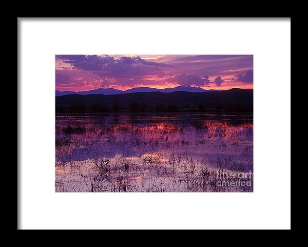 Bosque Framed Print featuring the photograph Bosque sunset - purple by Steven Ralser