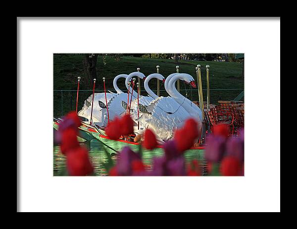 Swan Boat Framed Print featuring the photograph Boston Public Garden and Swan Boats by Juergen Roth