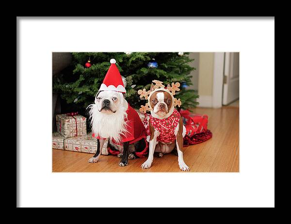 Animal Themes Framed Print featuring the photograph Boston Terrier Christmas by Genevieve Morrison