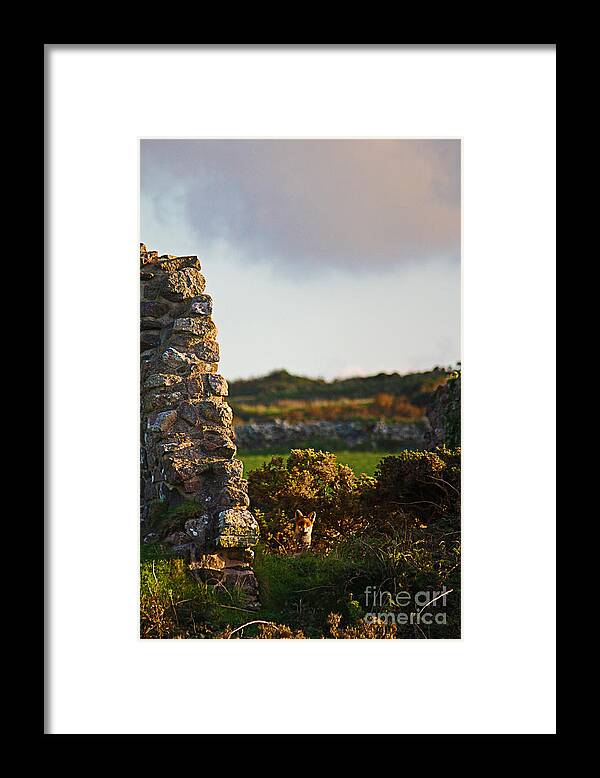 Fox Framed Print featuring the photograph Botallack Fox at Sunset by Terri Waters