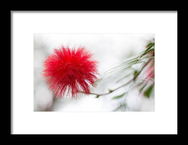 Canada Framed Print featuring the photograph Botanical Conservatory 6 by Jakub Sisak