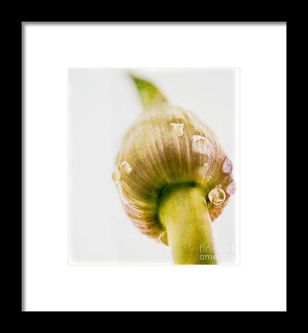 Fresh Framed Print featuring the photograph Botanicals Buds by Lenny Carter