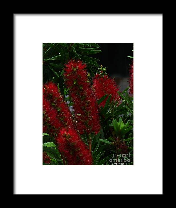 Patzer Framed Print featuring the photograph Bottle Brush by Greg Patzer