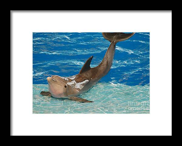 Dolphin Framed Print featuring the photograph Bottlenose Dolphin by DejaVu Designs