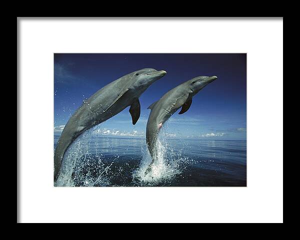 Feb0514 Framed Print featuring the photograph Bottlenose Dolphin Pair Leaping Honduras by Konrad Wothe