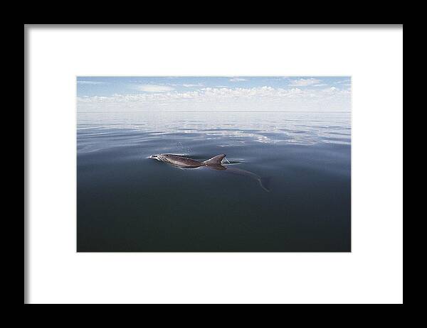 Feb0514 Framed Print featuring the photograph Bottlenose Dolphin Surfacing Australia by Flip Nicklin
