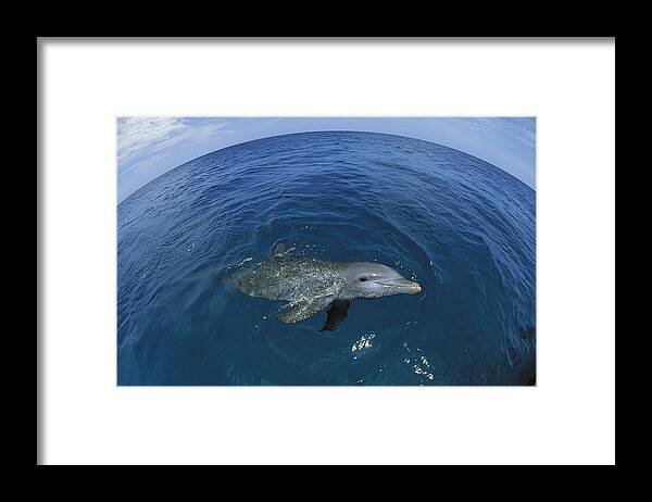 Feb0514 Framed Print featuring the photograph Bottlenose Dolphin Surfacing Honduras by Konrad Wothe