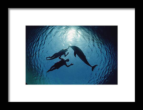 Feb0514 Framed Print featuring the photograph Bottlenose Dolphin With Swimmers Hawaii by Flip Nicklin