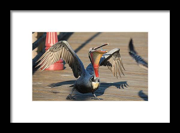 Wild Framed Print featuring the photograph Bottoms Up by Christy Pooschke
