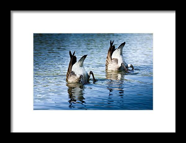 Canadian Geese Framed Print featuring the photograph Bottoms Up by John Magyar Photography
