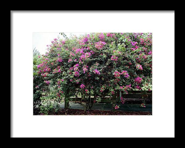 Bougainvillea Nytctaqinaceae. Framed Print featuring the photograph Bougainvillea Nytctaqinaceae. by Donald R Wright/science Photo Library