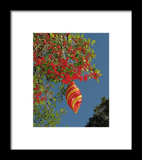 Nature Framed Print featuring the photograph Boughs of Holly by Peggy Urban