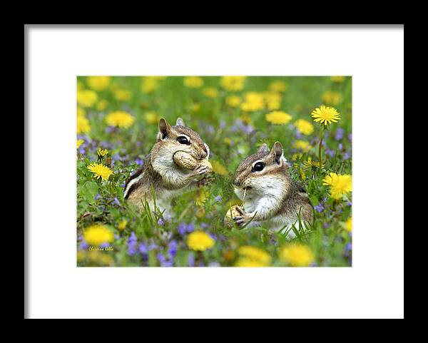 Chipmunk Framed Print featuring the photograph Bountiful Generosity by Christina Rollo