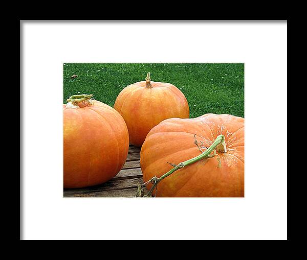 Pumpkins Framed Print featuring the photograph Bounty by Janice Drew