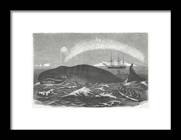 Sailboat Framed Print featuring the digital art Bowhead Whale Is Hunted, Wood by Zu 09