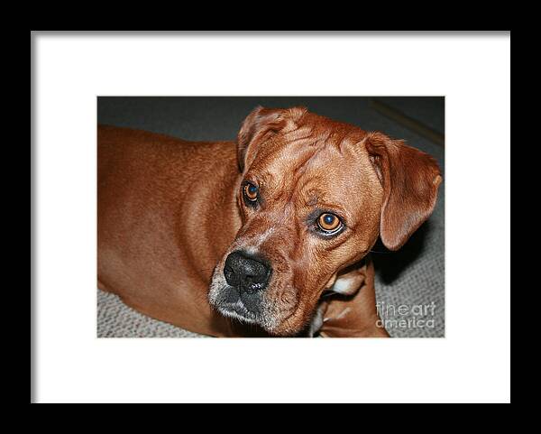 Bulldog Framed Print featuring the photograph Boxer Buster Brown by Sandra Clark