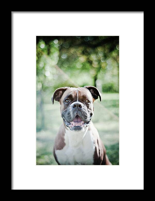 Animal Teeth Framed Print featuring the photograph Boxer Dog Breed by Yanis Ourabah