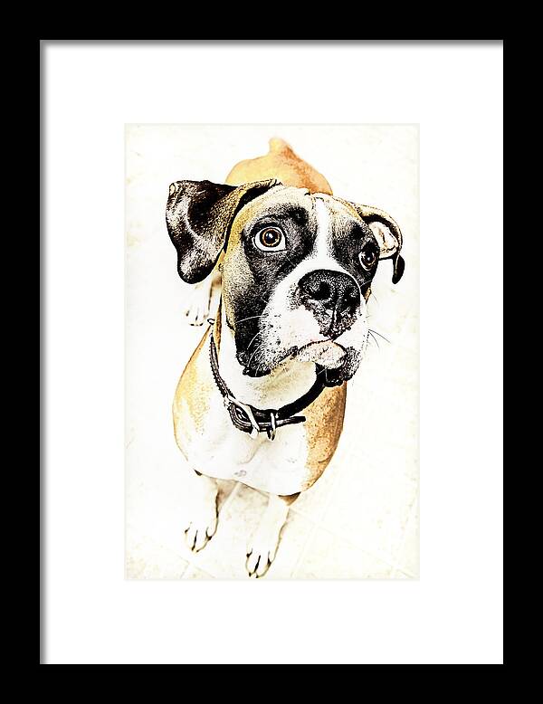 Animal Framed Print featuring the photograph Boxer dog poster by Peter V Quenter