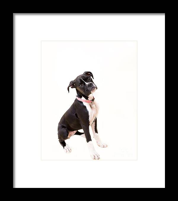 Boxer Framed Print featuring the photograph Boxer Girl 2 by Rebecca Cozart