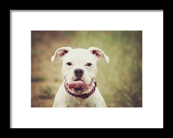 Pets Framed Print featuring the photograph Boxer by Loudmouth Photography