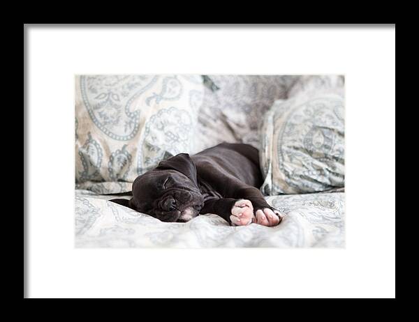 Puppy Framed Print featuring the photograph Boxer Puppy Sleeping by Stephanie McDowell