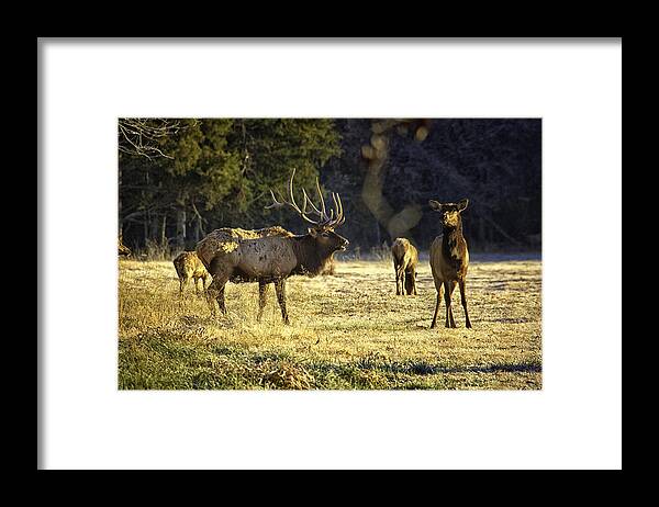 Bull Elk Framed Print featuring the photograph Boxley Stud and Cow Elk by Michael Dougherty