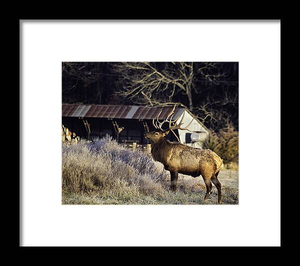 Bull Elk Framed Print featuring the photograph Boxley Stud at Clark Pond by Michael Dougherty