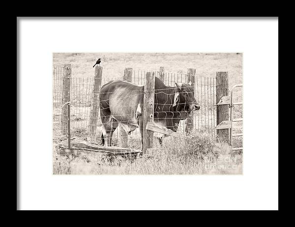 Brahman Framed Print featuring the photograph Brahman Bull by Imagery by Charly