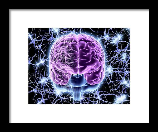 Brain Framed Print featuring the photograph Brain And Nerve Cells by Alfred Pasieka/science Photo Library