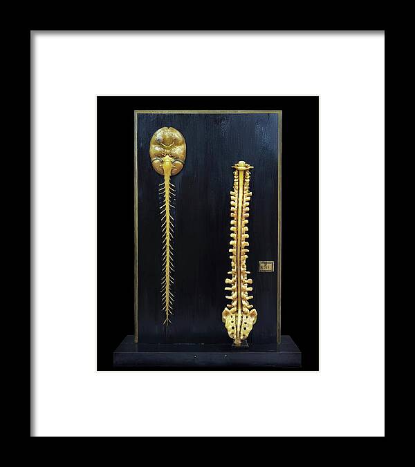 Model Framed Print featuring the photograph Brain And Spinal Cord Model by Javier Trueba/msf