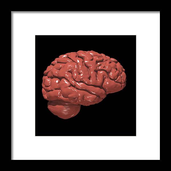Food Framed Print featuring the photograph Brain Made Of Chocolate by Russell Kightley