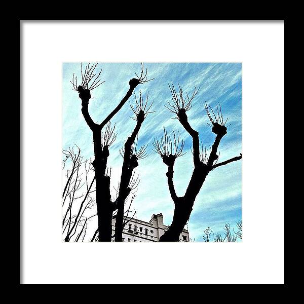 Beautree Framed Print featuring the photograph Branches by Julie Gebhardt