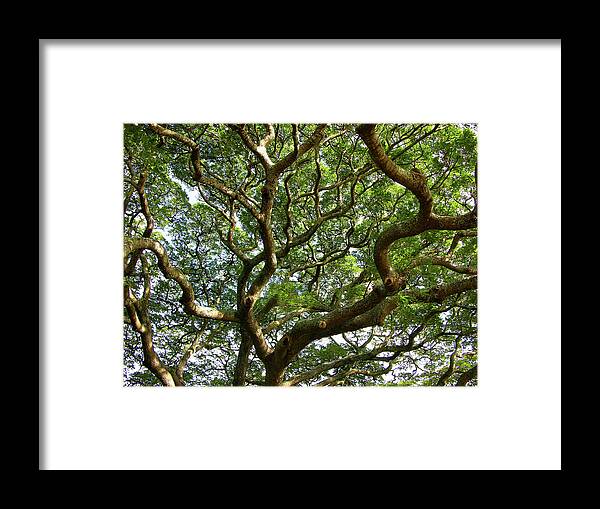 Light Framed Print featuring the photograph Reach For The Light by James Knight
