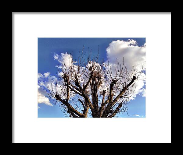 Tree Framed Print featuring the photograph Branching Out by Chris Montcalmo