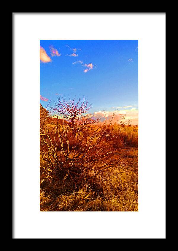 Southwest Framed Print featuring the photograph Branching Out by Claudia Goodell