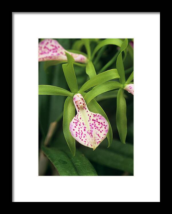 'wabash Valley' Framed Print featuring the photograph Brassocattleya 'wabash Valley' Orchid by Anthony Cooper/science Photo Library