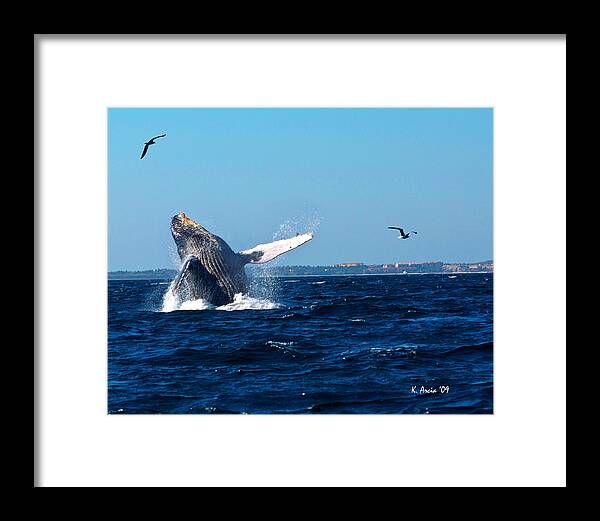Whale Framed Print featuring the photograph Breaching Whale by Ken Arcia