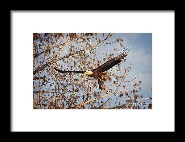 American Bald Eagle Framed Print featuring the photograph Breakfast by Bob Hislop