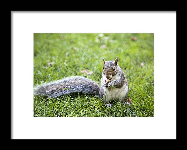 Animal Framed Print featuring the photograph Breakfast by Ramunas Bruzas