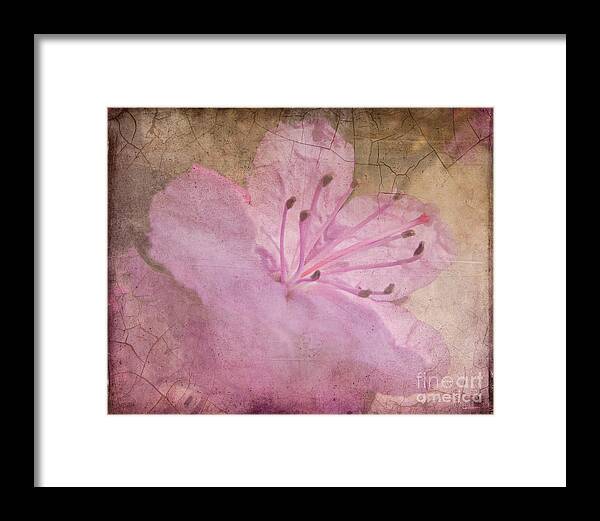 Spring Framed Print featuring the photograph Breaking Through by Arlene Carmel