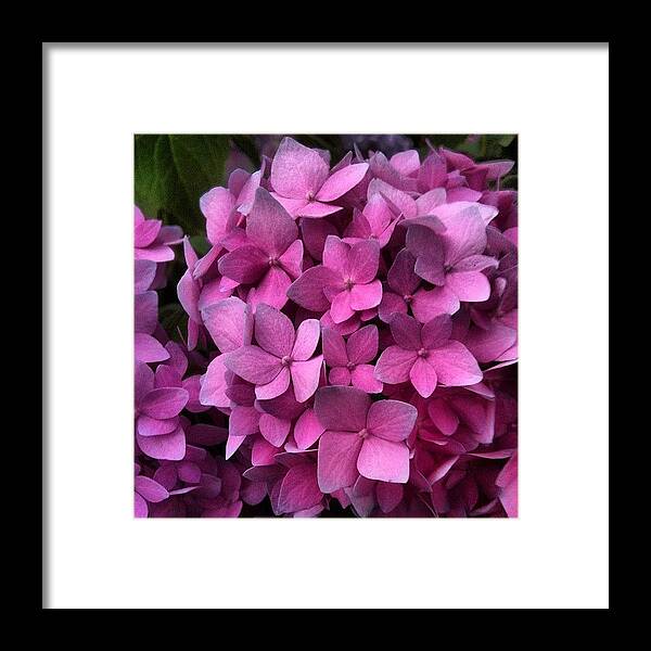 #flower #plant #nature #valentinesday #serenity #purple #healing #love #peace #photo #foto #healing #softness #massage #show #film Framed Print featuring the photograph Breath In Beauty by Noel Pershinger