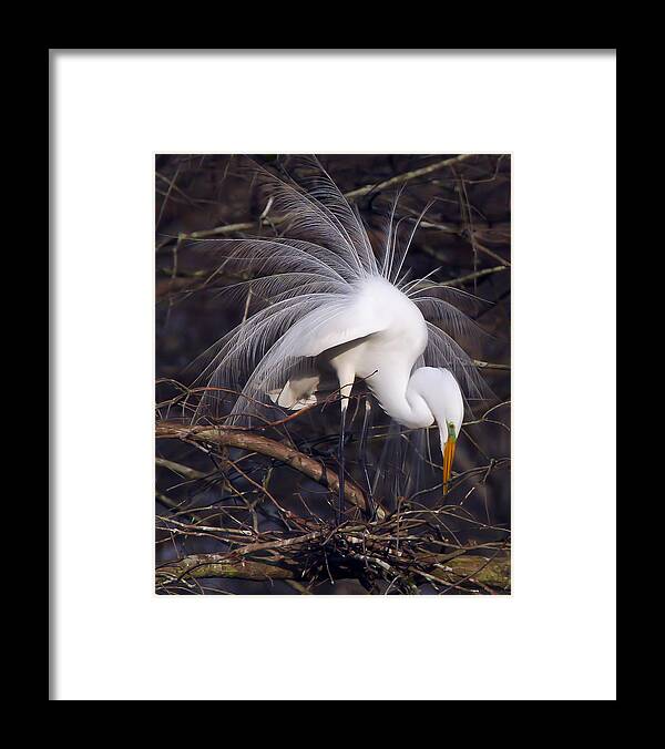 Photo Photographs Framed Print featuring the photograph Breeding display by Jim E Johnson