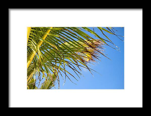 Puerto Morelos Framed Print featuring the photograph Breezy Palm Fronds by Allan Van Gasbeck