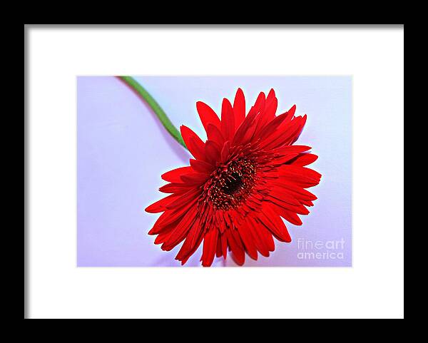 Red Gerbera Framed Print featuring the photograph Bright by Clare Bevan