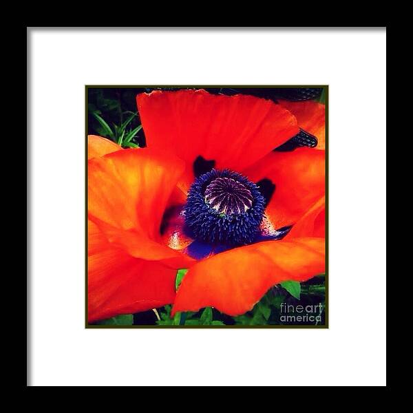 Poppy Framed Print featuring the photograph Bright Orange Poppy by Susan Garren