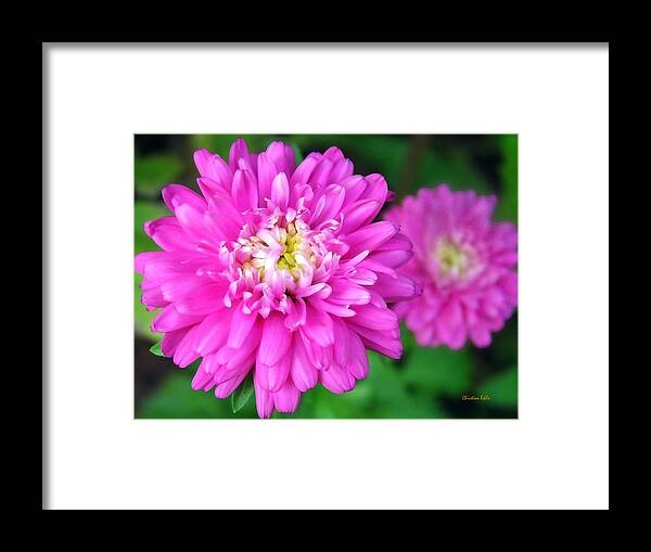 Pink Flowers Framed Print featuring the photograph Pink Zinnia Flowers by Christina Rollo