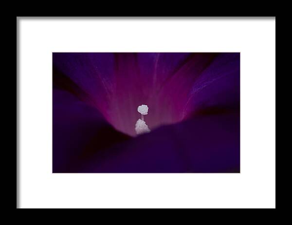 New England Flower Photograph Framed Print featuring the photograph Bright spot in purple by Jeff Folger